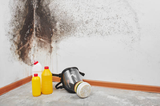 Professional Mold Removal in Juneau, WI