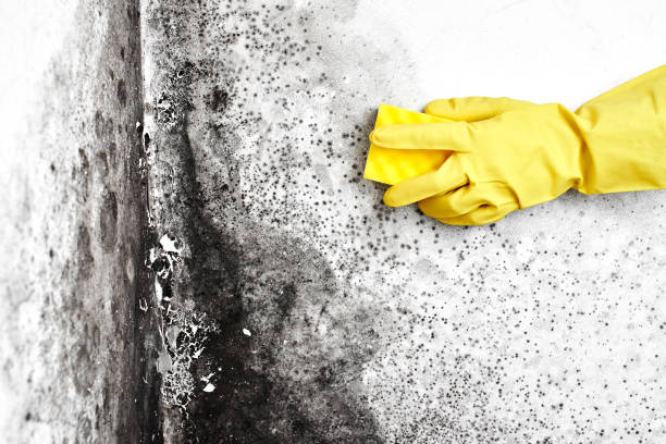 Best Certified Mold Removal  in Juneau, WI
