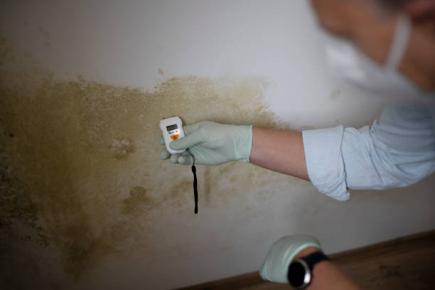 Best Home Mold Removal  in Juneau, WI