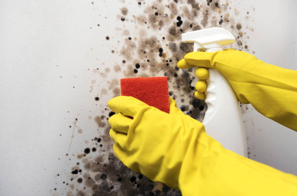 Best Best Mold Removal Companies  in Juneau, WI