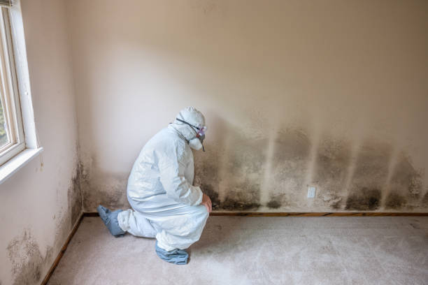 Best Mold Cleaning Services  in Juneau, WI