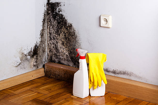 Best Crawl Space Mold Removal  in Juneau, WI