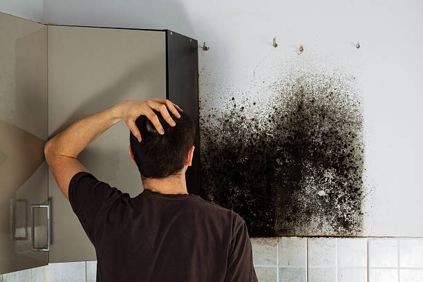 Best Same-Day Mold Removal  in Juneau, WI