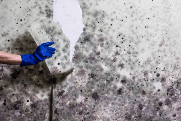 Best Mold Remediation  in Juneau, WI
