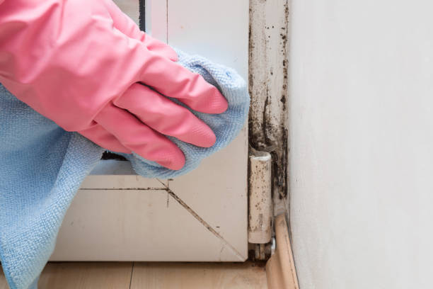 Best Mold Removal Company Near Me  in Juneau, WI