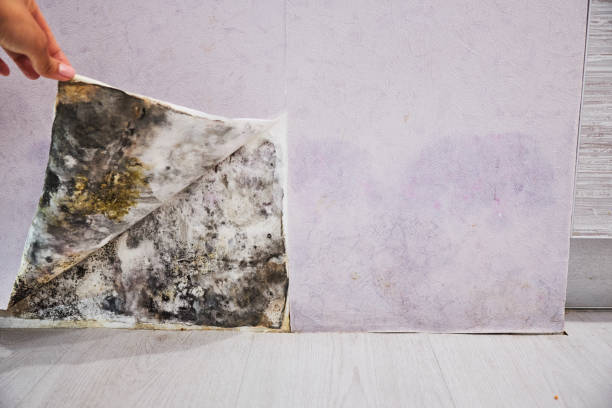 Best Home Mold Removal  in Juneau, WI
